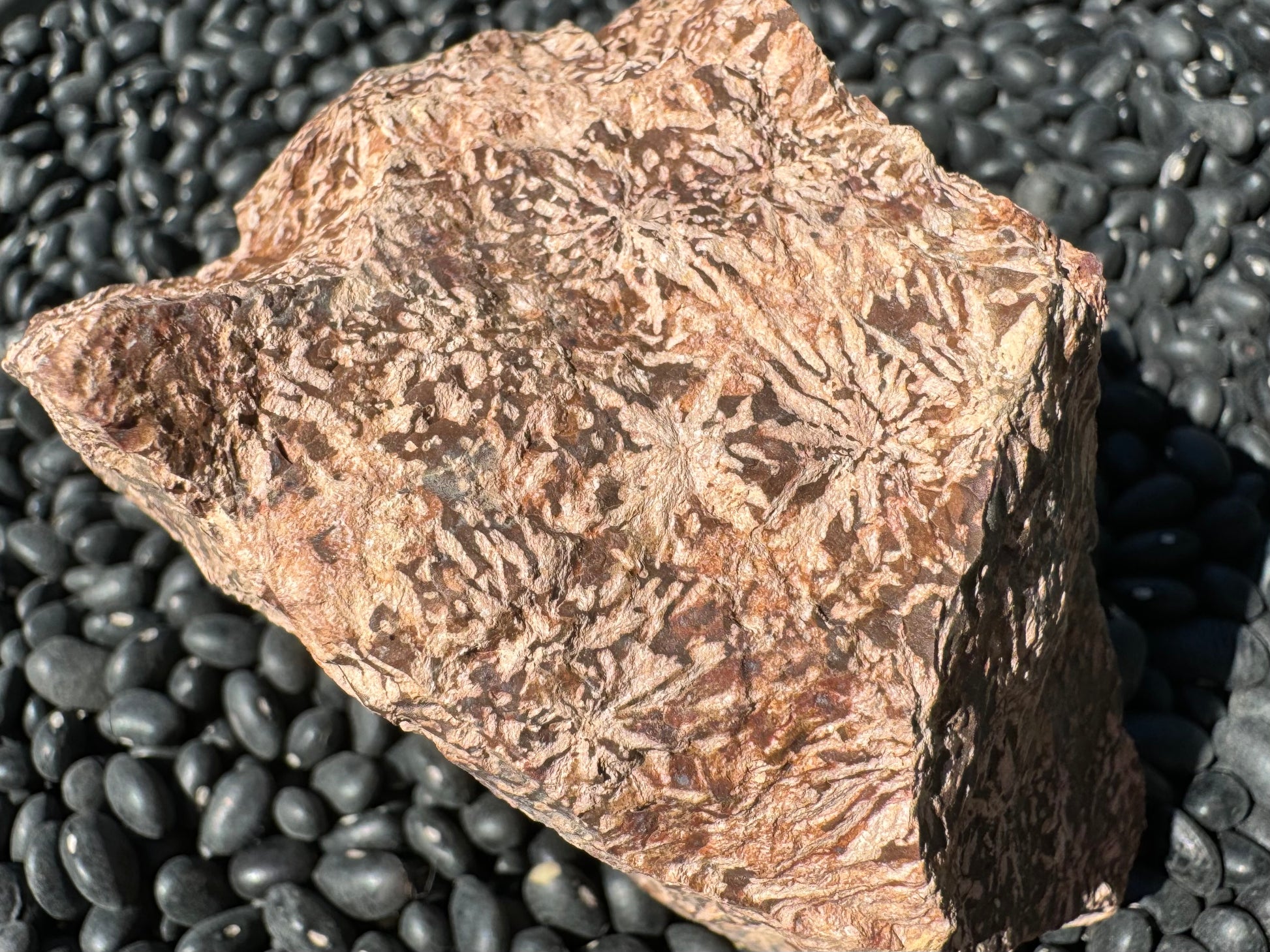 Detail view of an end with good starburst pattern on mottled dark brown and light brown background; some pattern gets lost on the light background.