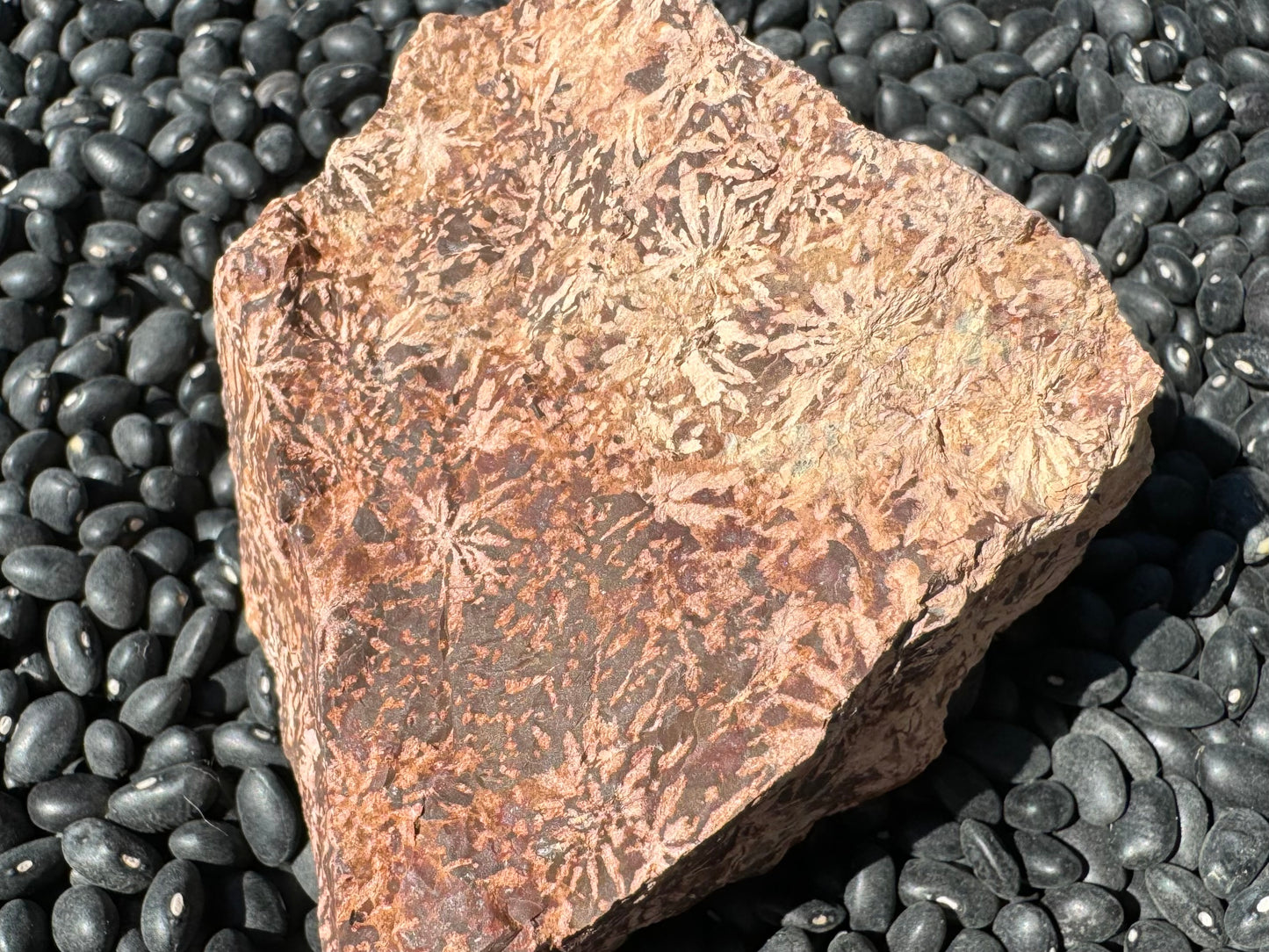 A side of the piece shaped like the state of Nevada. The background color is a gradient from darker brown to light tan. The starbursts are a light pink-tan tint on the darker background.