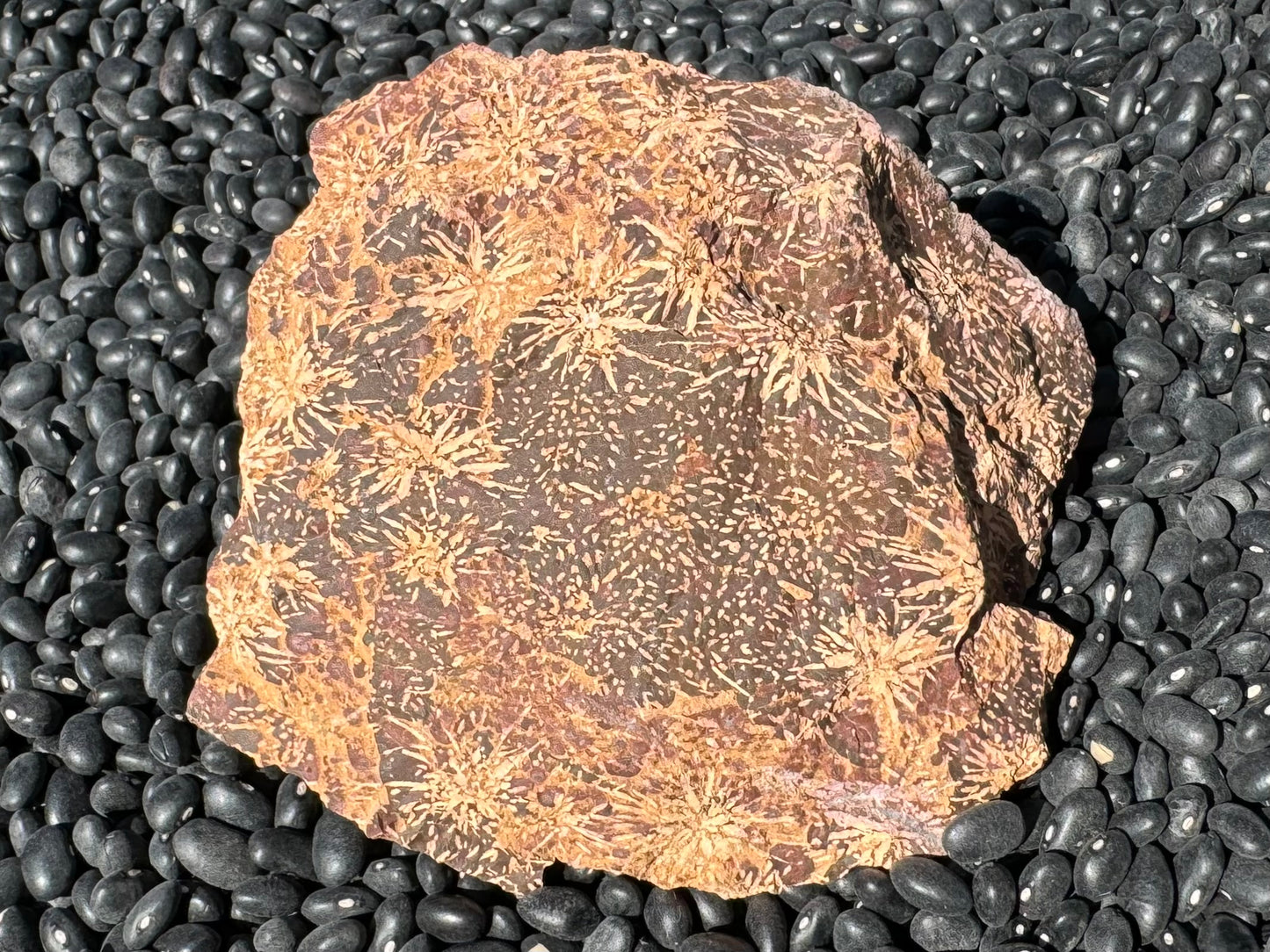 A square face of a wedge-shaped piece of jasper, with a light tan starburst pattern and spotting, on a dark brown background.