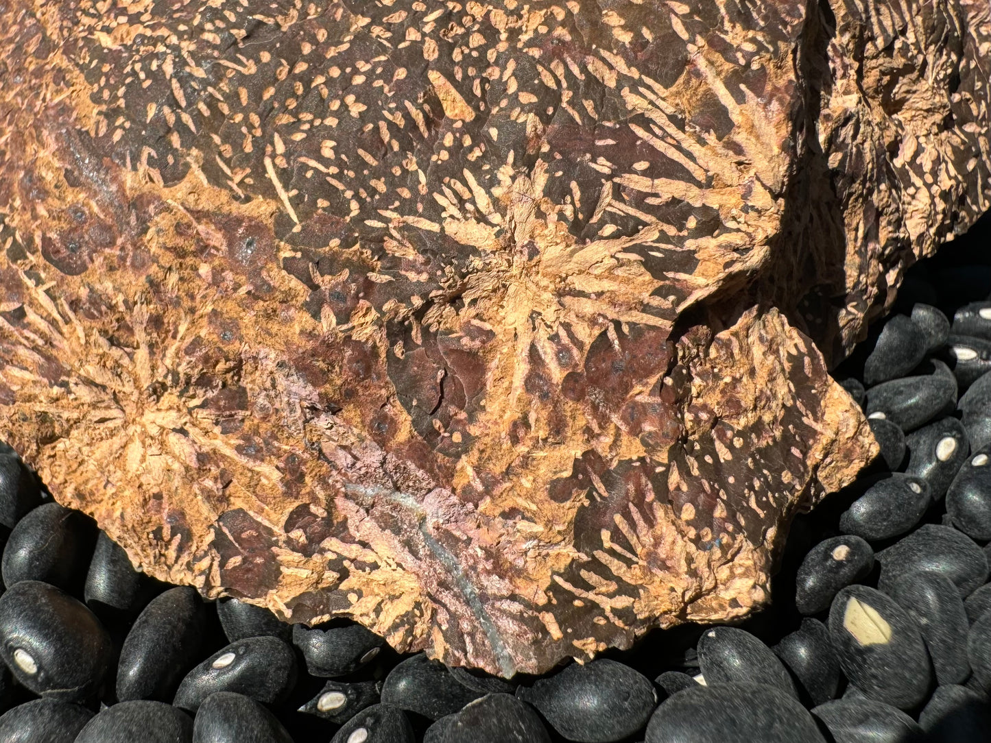 Detail of the spherulites on the main face, with three-dimensional radial pattern of growth visible. There is a crisp delineation between the light starbursts and dark background. There is a small quartz vein at the bottom with pinkish discoloration around it.