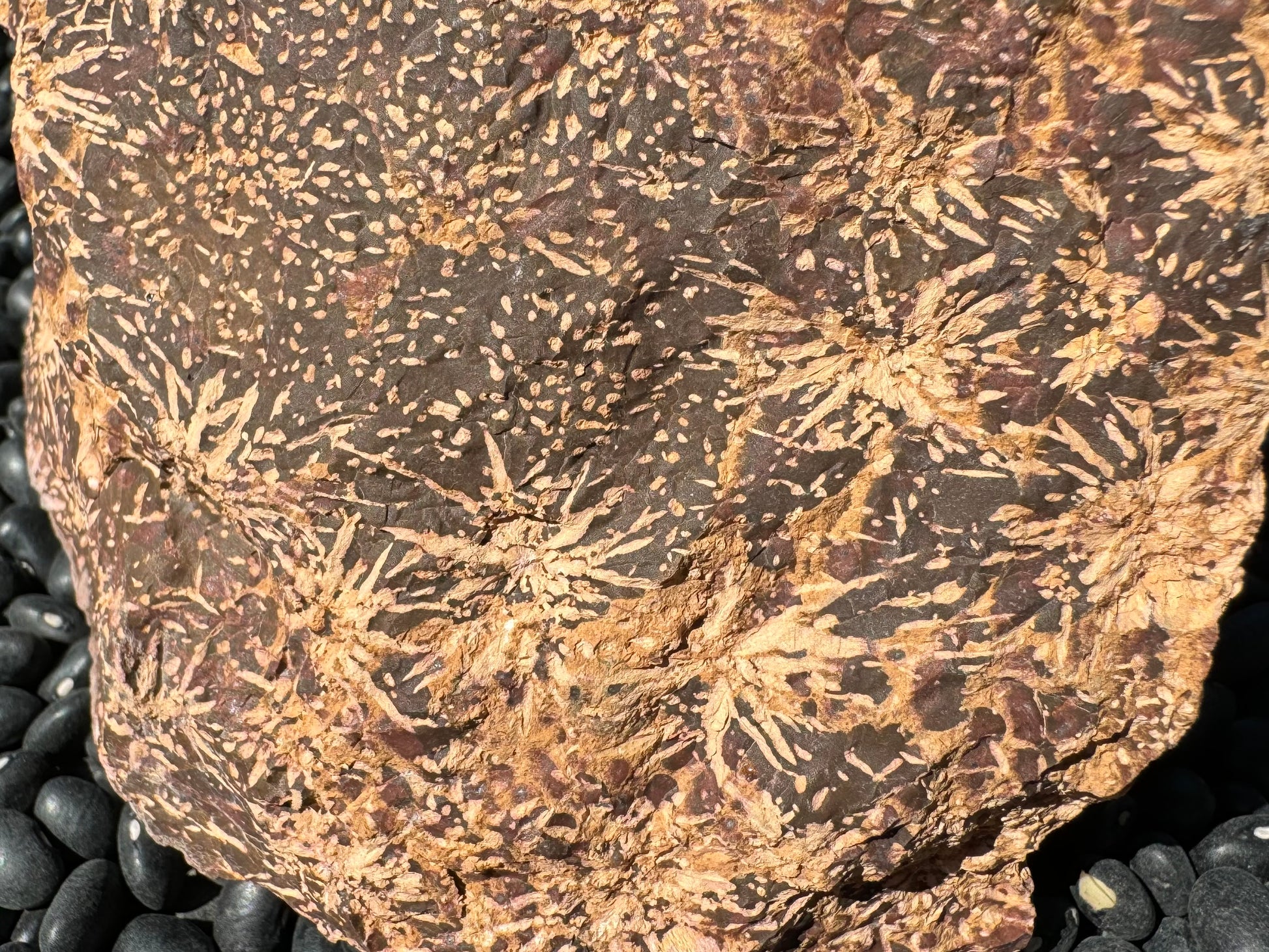 Detail of the rough surface showing the growth patterns of the starbursts. There are red-brown spots between some.