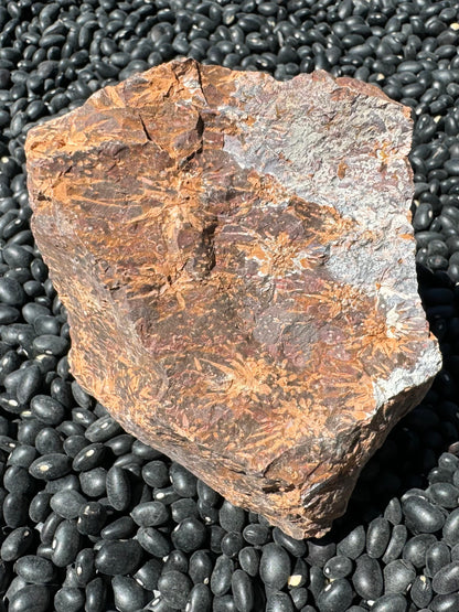 A fairly rectangular piece of jasper, with a light tan well-dispersed starburst pattern with small dots and horizontal dashes between. The background is a swirling mix of dark brown and red-brown, a darker than average piece. There is some rough white material covering a side of the face.