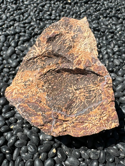 Another side of the piece, with good starburst pattern on dark brown, with some red spotting along the bottom edges, and an irregular quartz vein