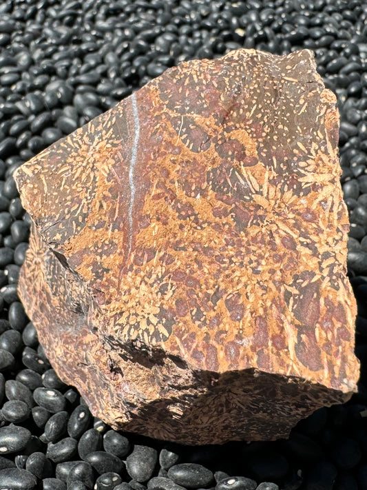 A flat face of the piece of jasper, with light tan well-dispersed starburst pattern with small dots between, on a spotted background of dark brown, red-brown, and a golden yellow brown. There is a white quartz vein across the piece bordered with a strip of red coloration on each side