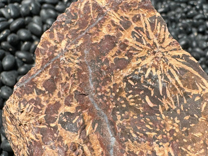 Detail view of the well-formed starburst pattern, and two quartz veins.