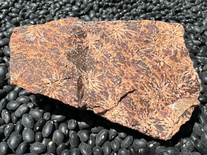 Full view of the main face of the piece, a wedge-shaped dark brown rock covered in light tan starbusts and streaky red-toned spots.