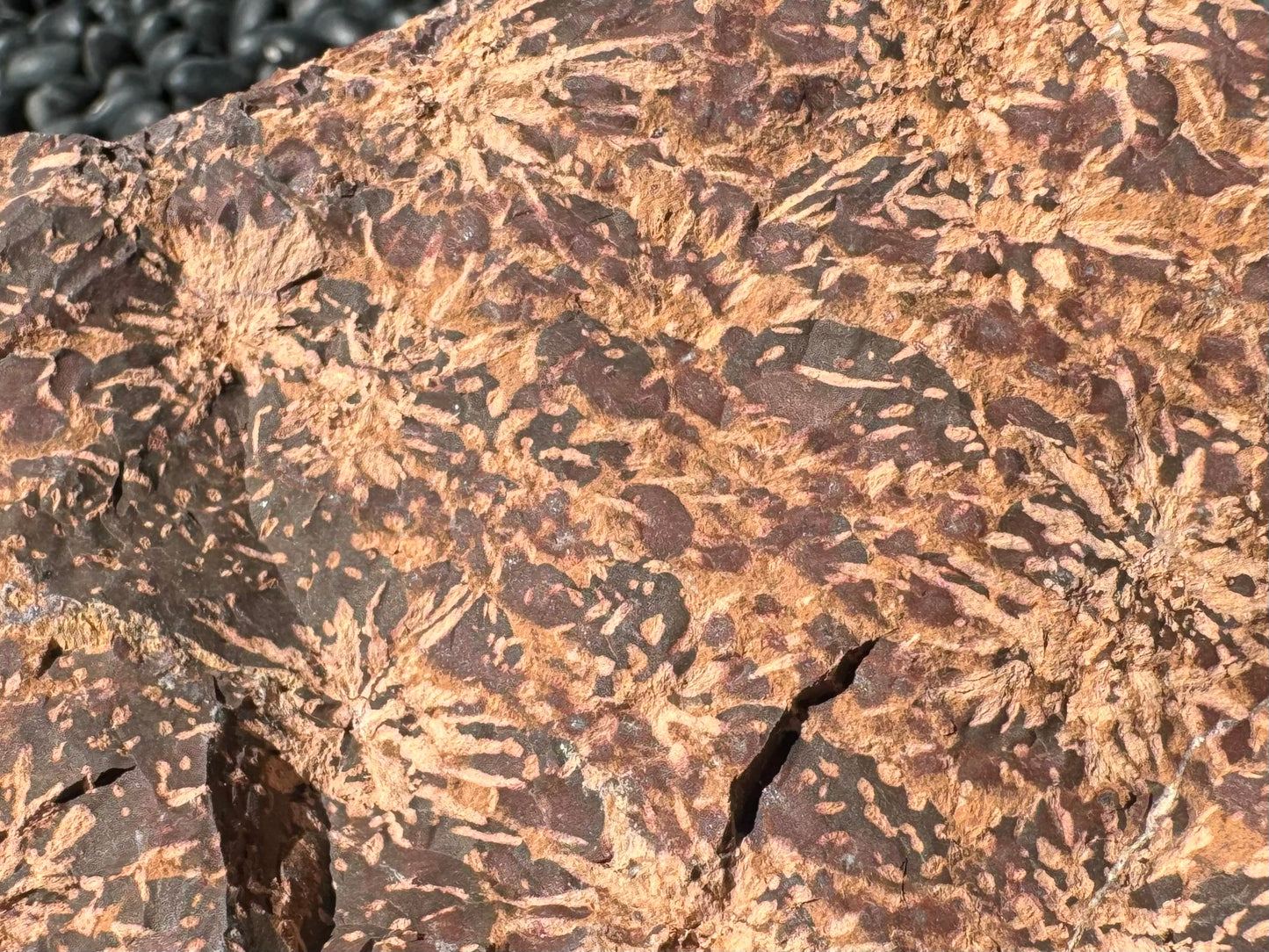 Detail of the surface, showing light tan starbursts and spots, with red-brown spotting between them and a brown background