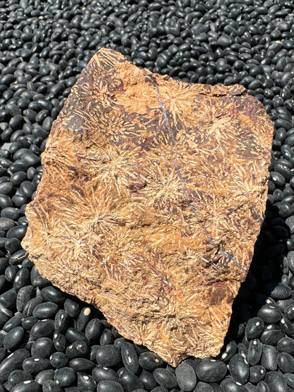 The main face of a wedge-shaped rock, covered in a light tan starburst pattern on a background mostly light brown with some dark drown coloration. A thin white quartz vein crosses the piece.