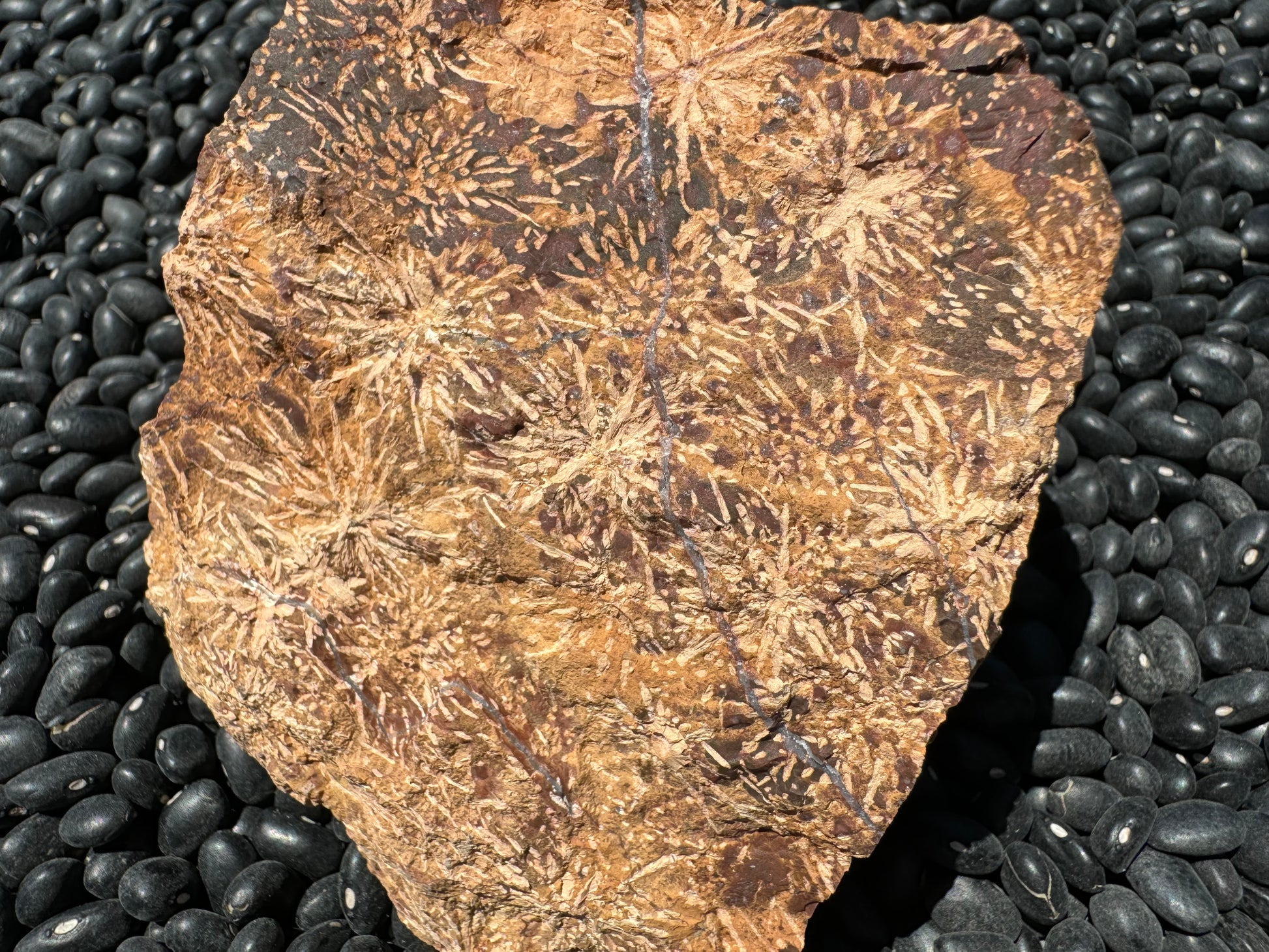 Close view of the main face of the piece, showing several more thin white quartz veins. There are also red-brow spots and rings between starburts