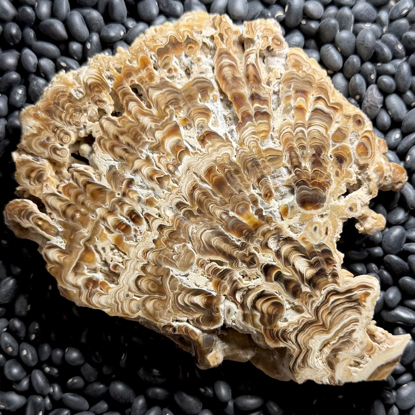 Aragonite cave formation, polished slice (large)