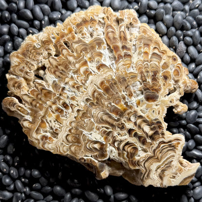 Aragonite cave formation, polished slice (large)