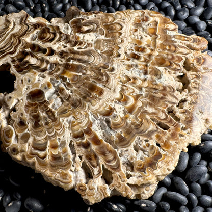 Aragonite cave formation, polished slice (large)