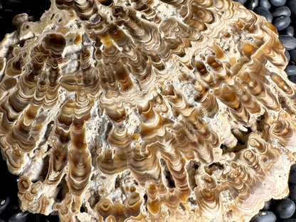 Aragonite cave formation, polished slice (large)