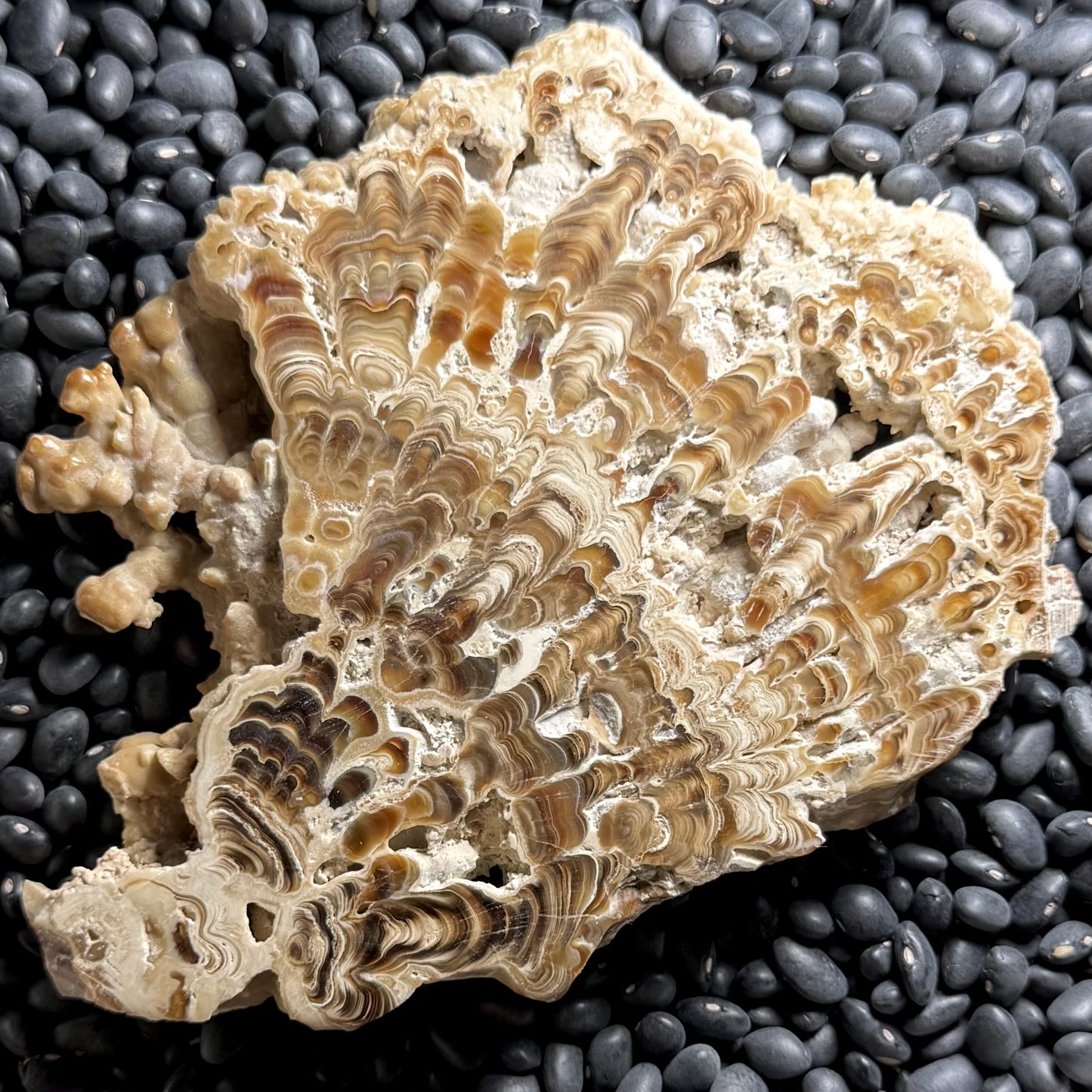 Aragonite cave formation, polished slice (large)