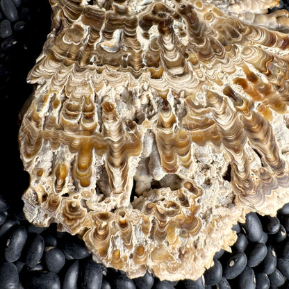 Aragonite cave formation, polished slice (large)