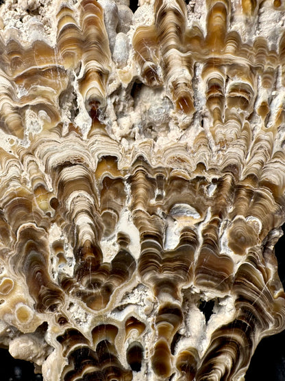 Aragonite cave formation, polished slice (large)
