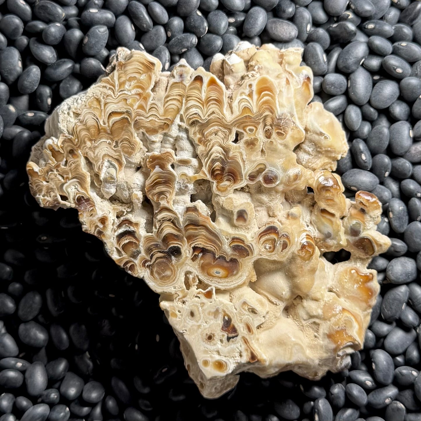 Aragonite cave formation, polished slice (large)