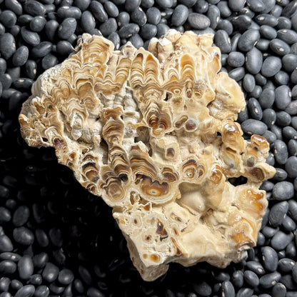 Aragonite cave formation, polished slice (large)