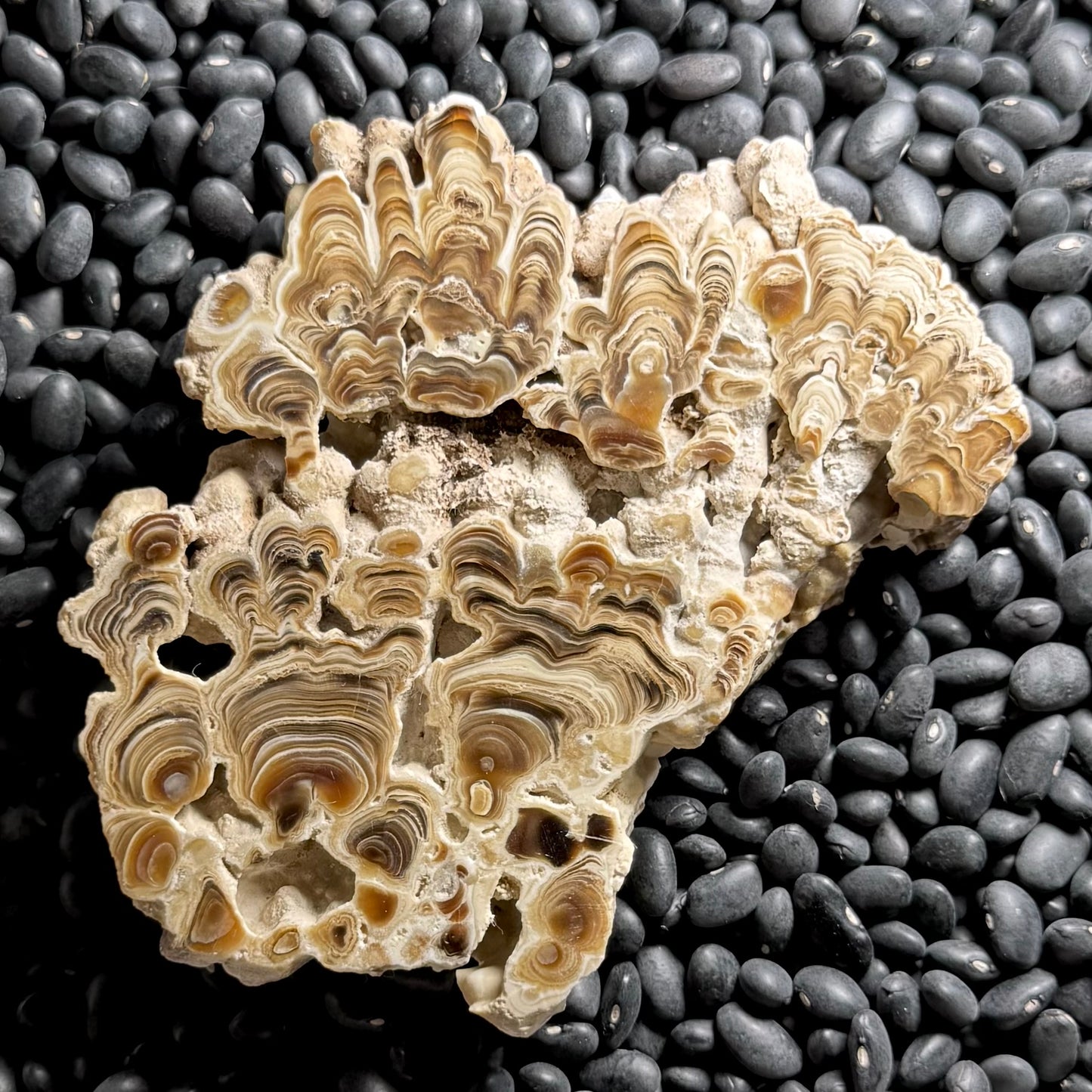 Aragonite cave formation, polished slice (large)