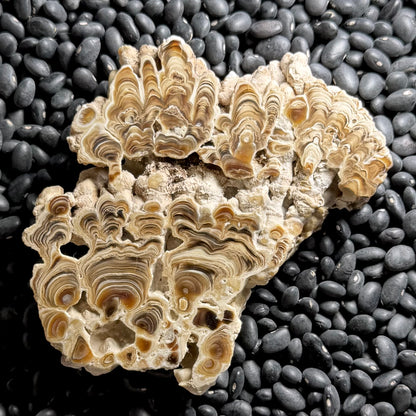 Aragonite cave formation, polished slice (large)