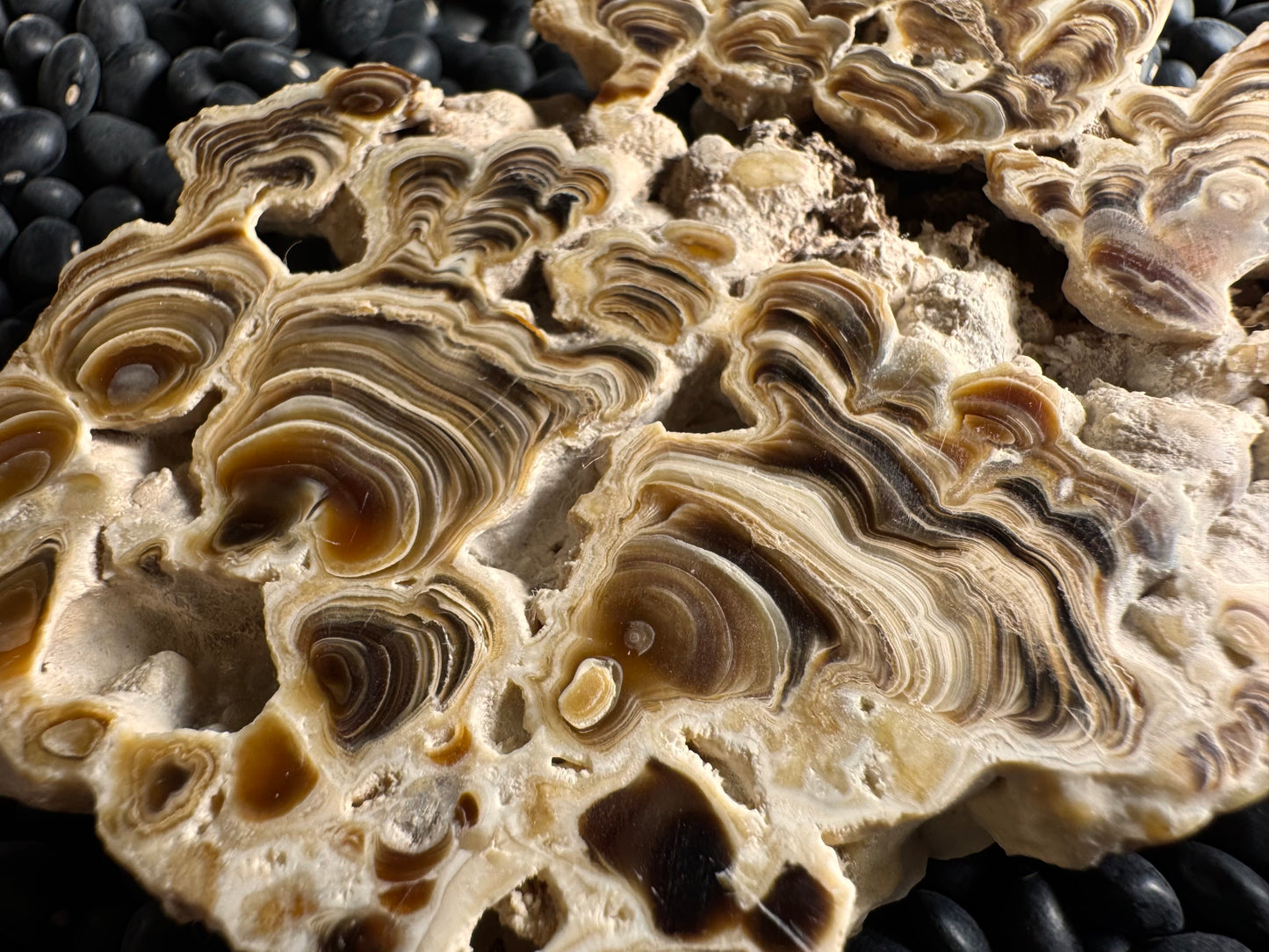 Aragonite cave formation, polished slice (large)