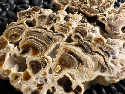 Aragonite cave formation, polished slice (large)