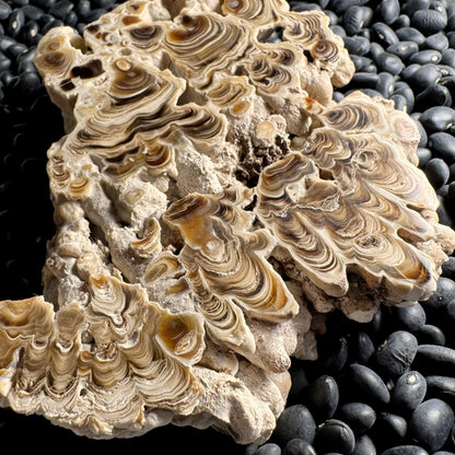 Aragonite cave formation, polished slice (large)