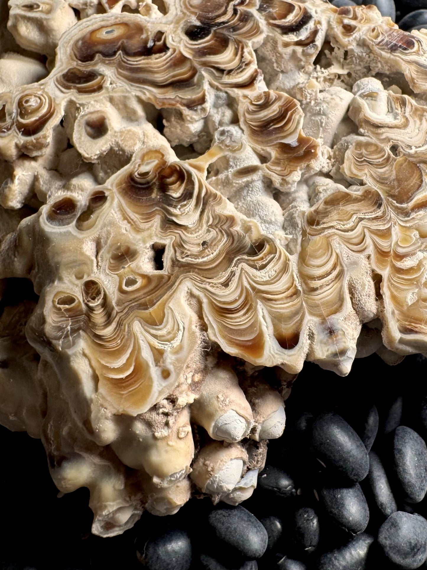 Aragonite cave formation, polished slice (large)