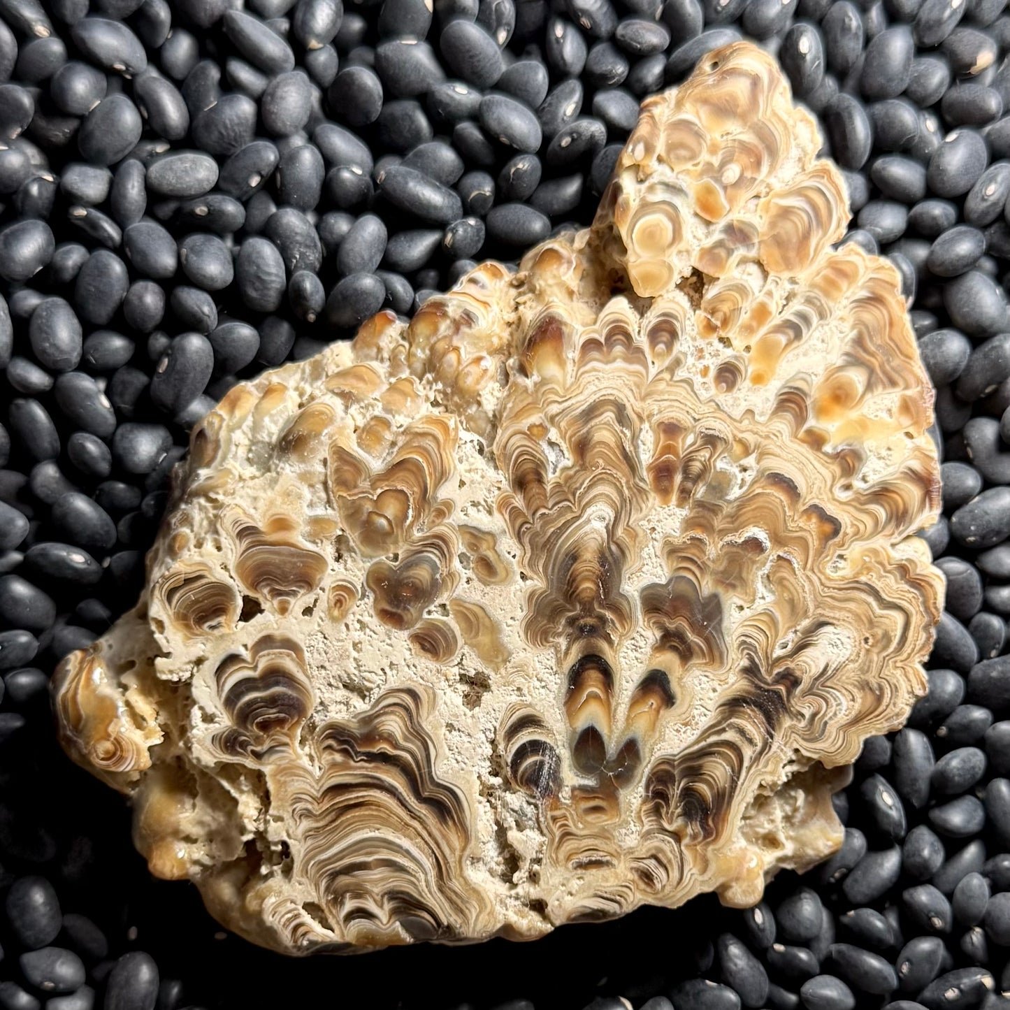 Aragonite cave formation, polished slice (large)