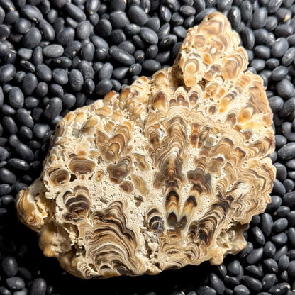 Aragonite cave formation, polished slice (large)