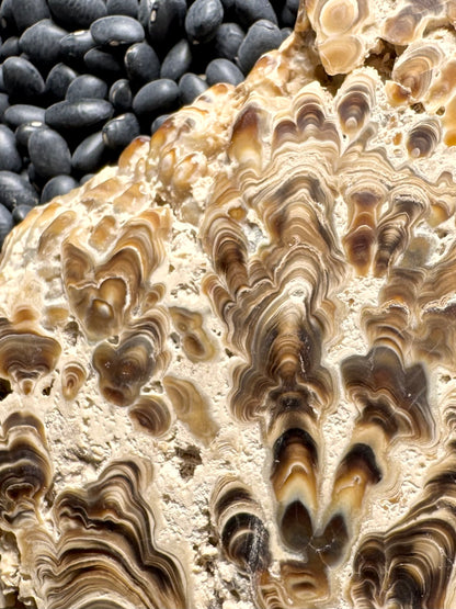 Aragonite cave formation, polished slice (large)