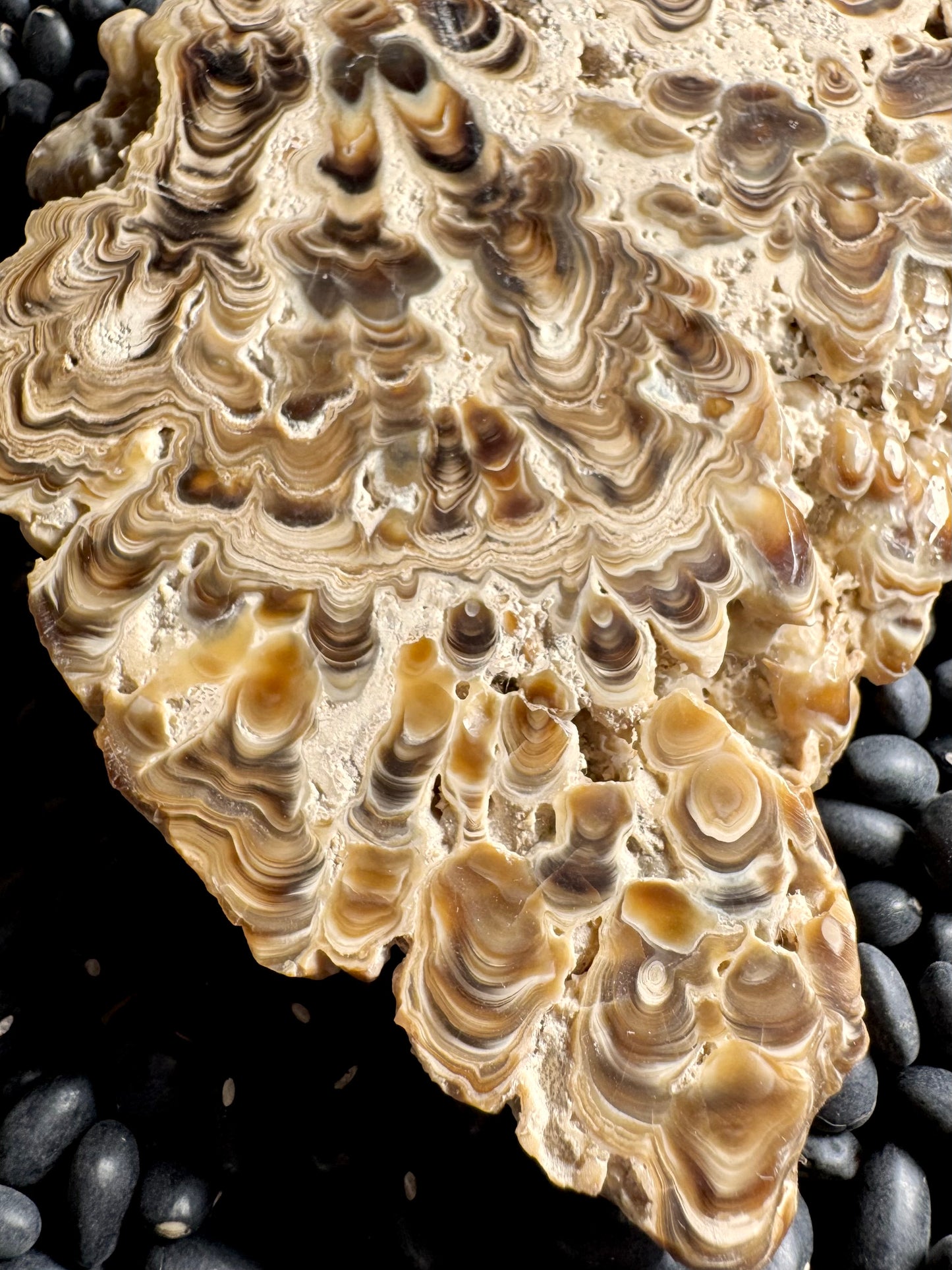 Aragonite cave formation, polished slice (large)