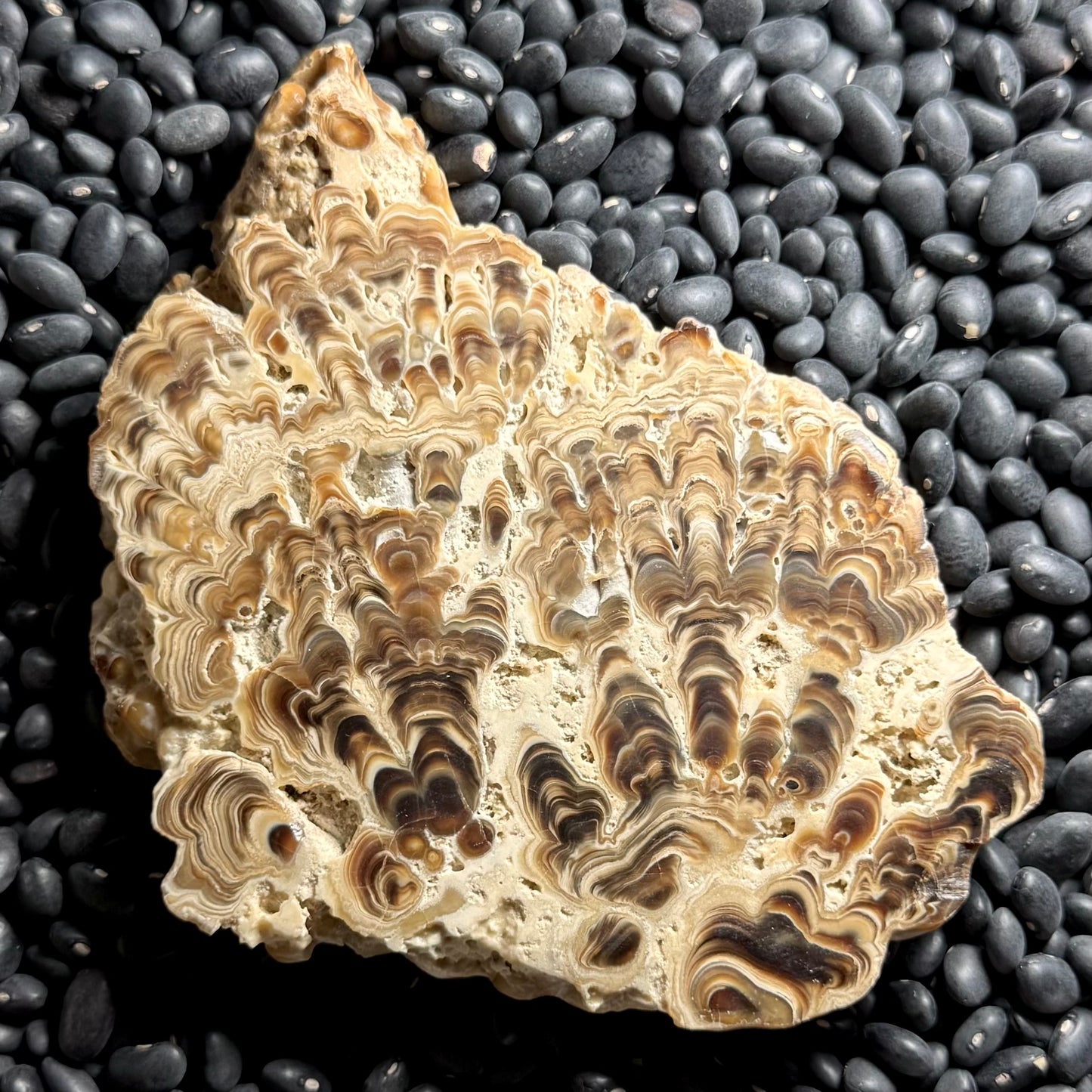 Aragonite cave formation, polished slice (large)