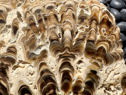Aragonite cave formation, polished slice (large)