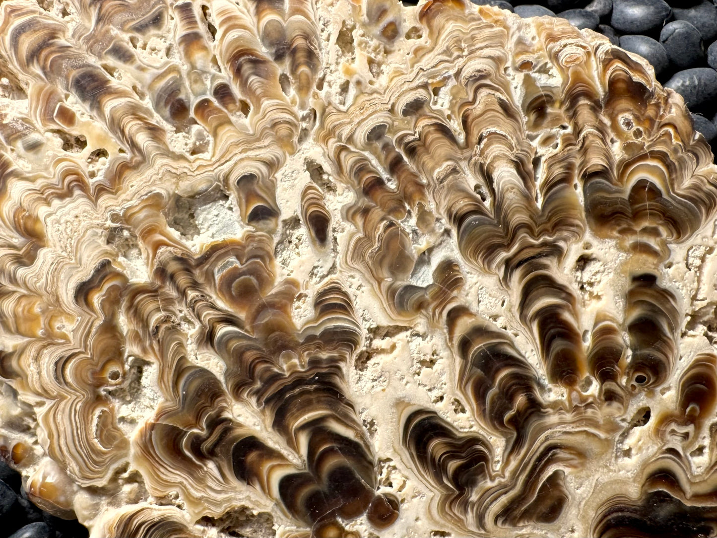Aragonite cave formation, polished slice (large)