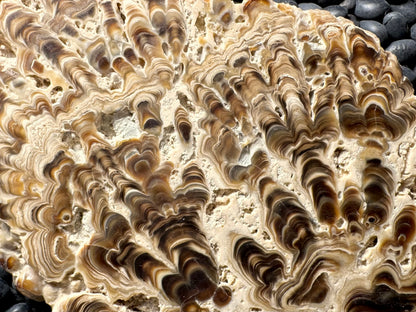 Aragonite cave formation, polished slice (large)