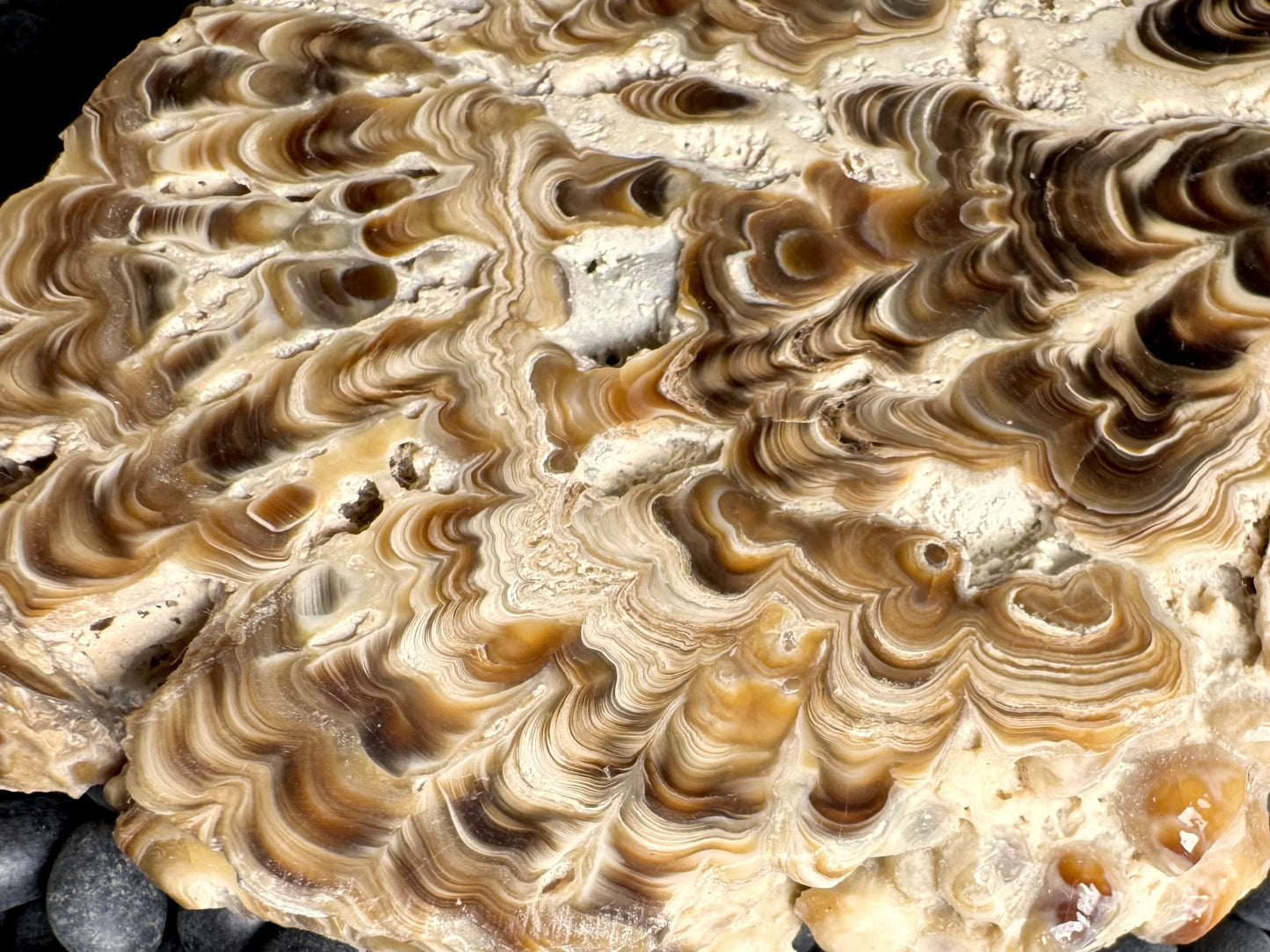 Aragonite cave formation, polished slice (large)