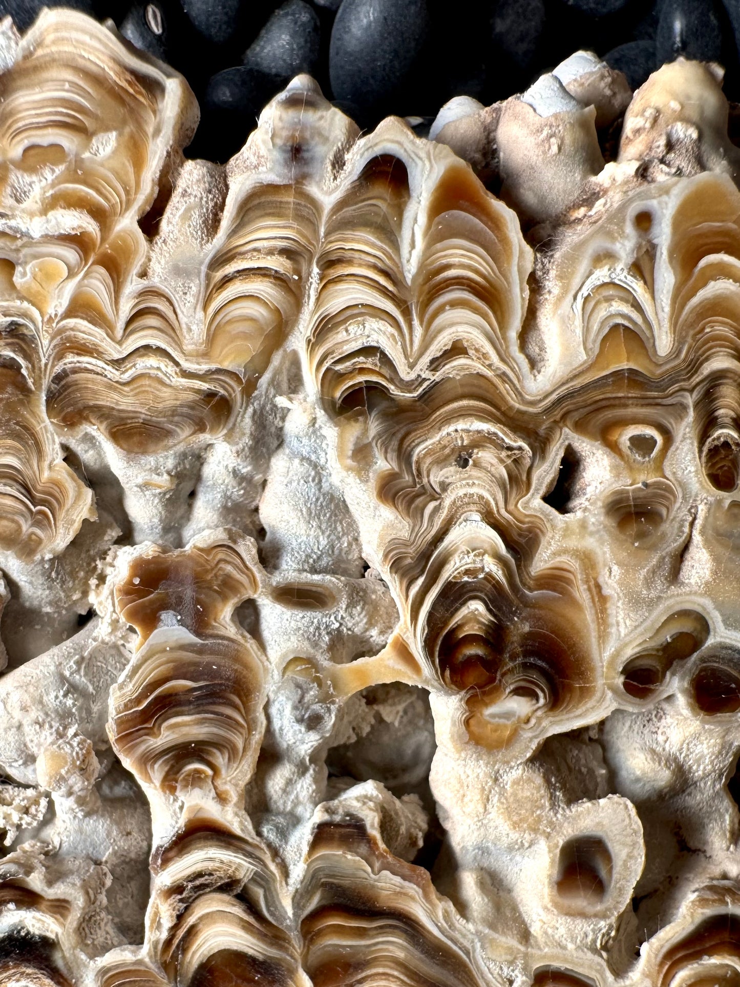 Aragonite cave formation, polished slice (large)
