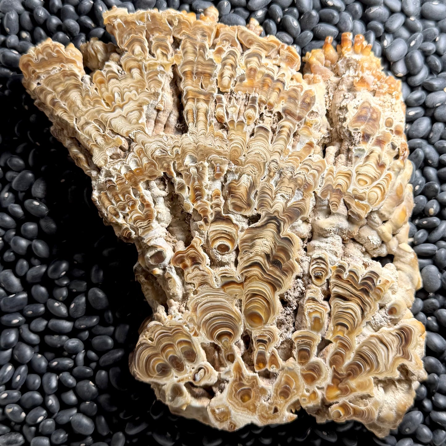 Aragonite cave formation, polished slice (large)