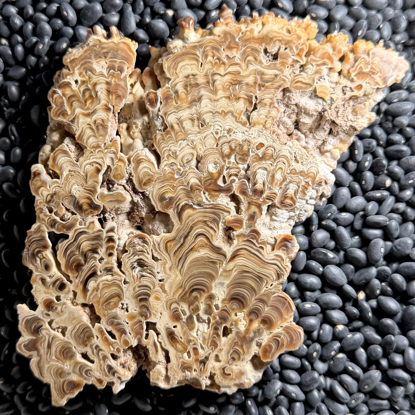 Aragonite cave formation, polished slice (large)
