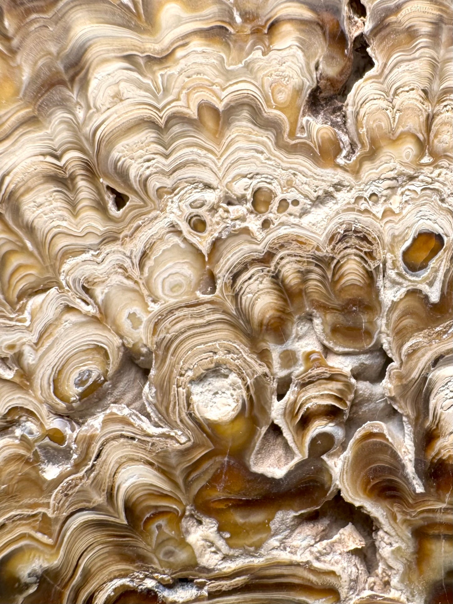 Aragonite cave formation, polished slice (large)