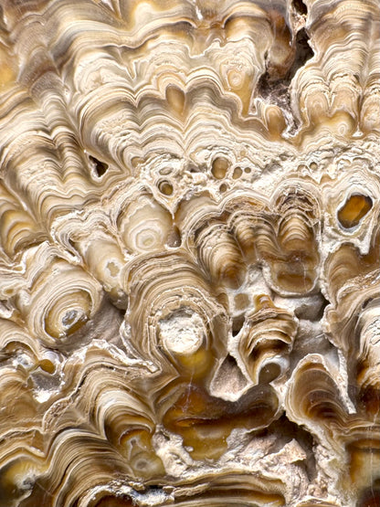 Aragonite cave formation, polished slice (large)