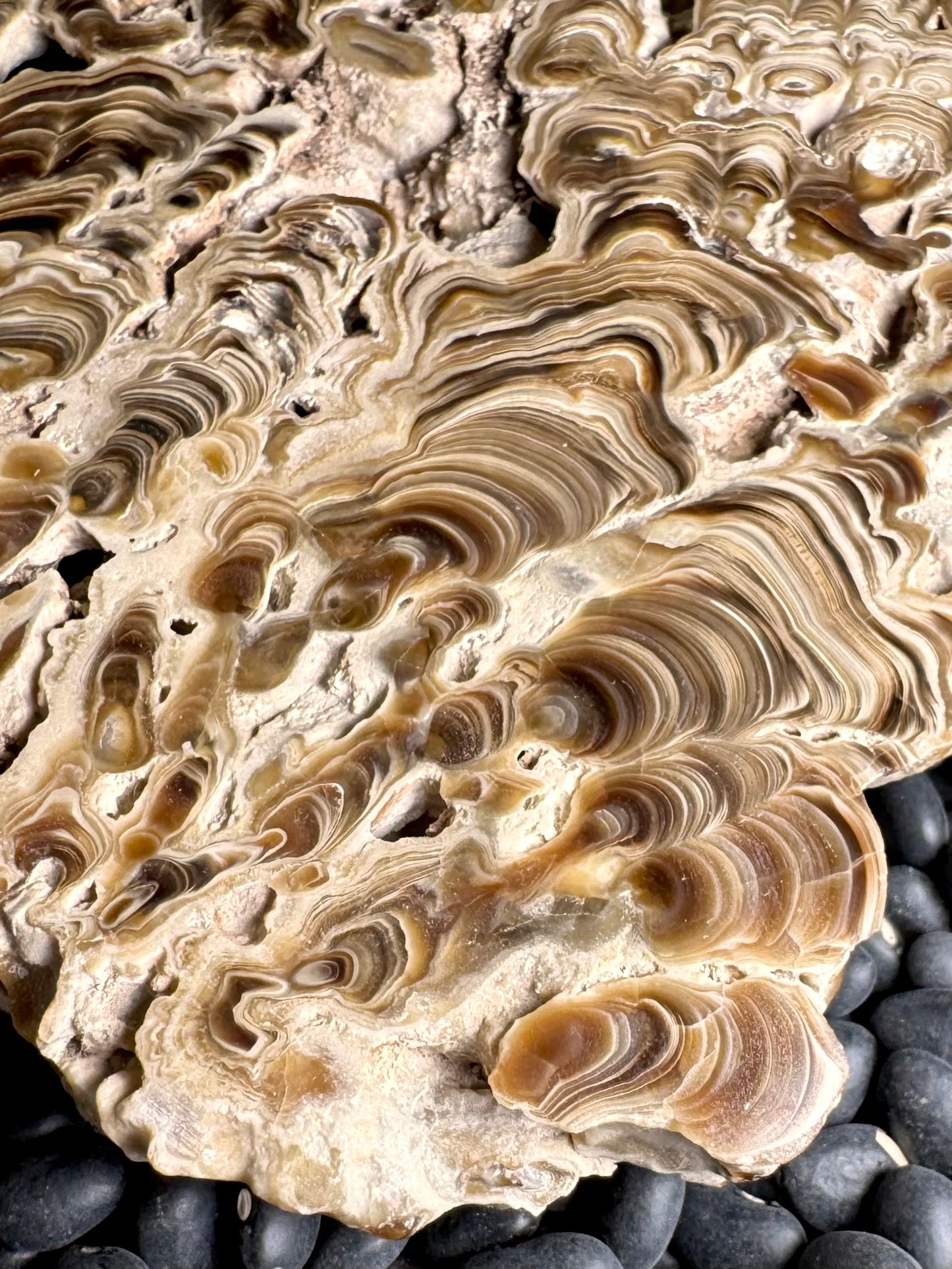 Aragonite cave formation, polished slice (large)