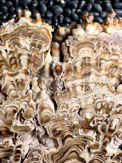 Aragonite cave formation, polished slice (large)