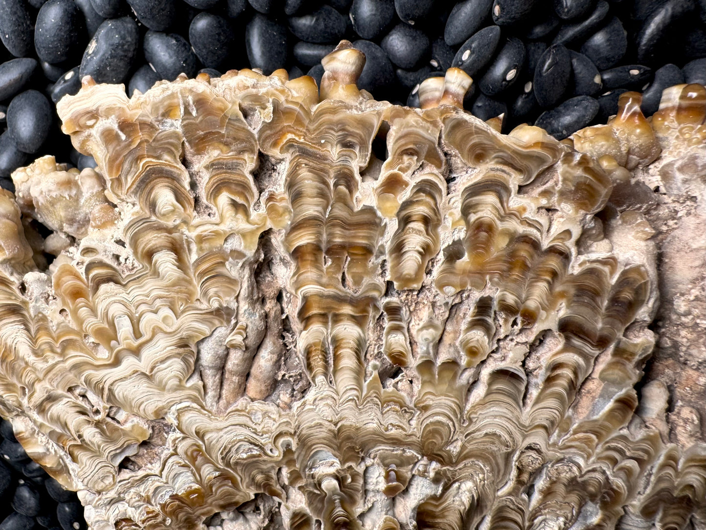 Aragonite cave formation, polished slice (large)