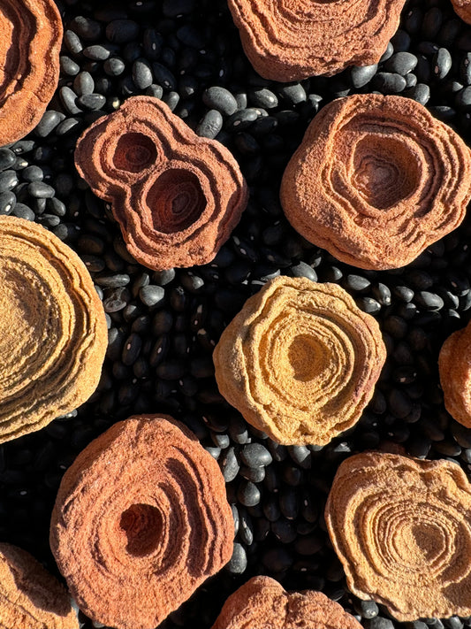 A closer view of several small pseudo-stromatolites spread out face-up, showing detail of the grainy surface texture and concentric layers