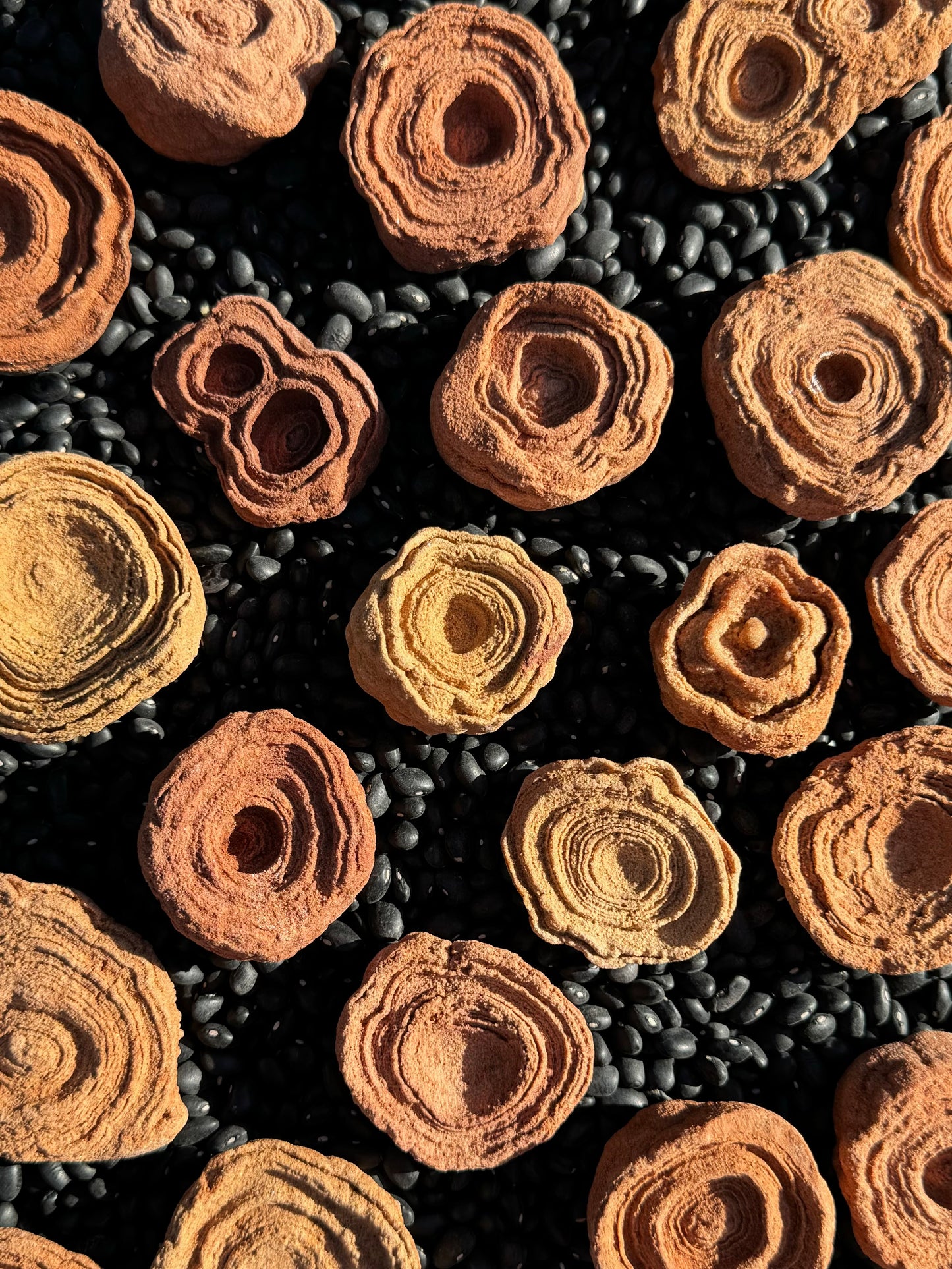 A bunch of small pseudo-stromatolites spread out face-up on a dried black bean background, showing various shapes and alternating tones of yellow and red sandstone