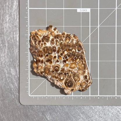 Aragonite cave formation, polished slice (large)