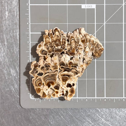 Aragonite cave formation, polished slice (large)