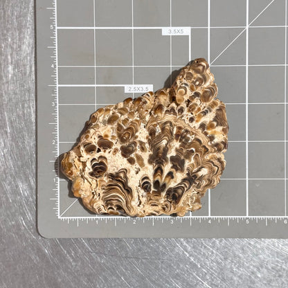 Aragonite cave formation, polished slice (large)